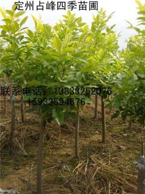 厂家批发4-6公分粗的低杆金叶白蜡