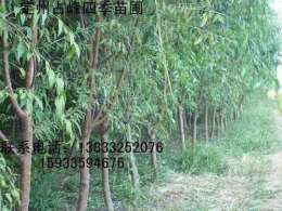 厂家批发3-6公分粗的山桃树