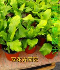 杭州植物租赁公司