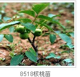 優質貴州核桃苗-香玲貴州核桃苗-