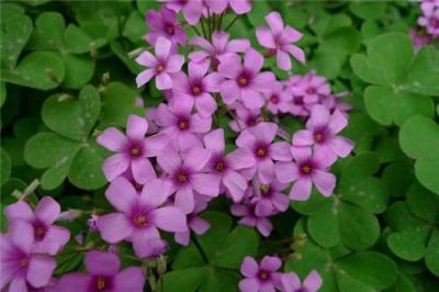 红花酢浆草 河南红花酢浆草 鄢陵红花酢浆草