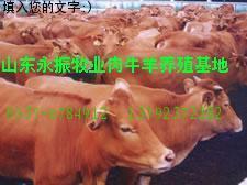 山西天镇肉牛养殖场 肉牛养殖基地