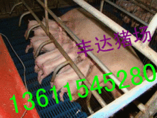 贵州太湖母猪价格 安顺二元母猪价格