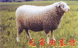 重庆江津波尔山羊养殖场.种羊养殖场.羊什么价格
