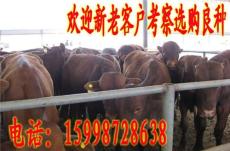 2012下半年肉牛多少钱一斤