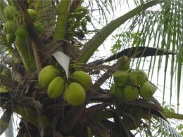 海南椰子