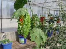 阳台种植套装 家庭阳台种菜组合 立体种植设备