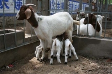 波尔山羊养殖技术 波尔山羊种羊价格 养殖波尔山羊