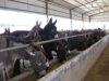 肉驴养殖 肉驴价格 买肉驴 一头肉驴苗多少钱