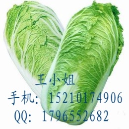 白菜种子 韩国进口白菜种子 白菜种子价格