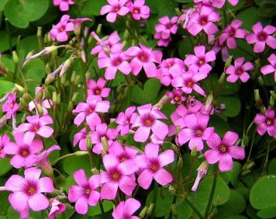 红花酢浆草 河南红花酢浆草 鄢陵红花酢浆草