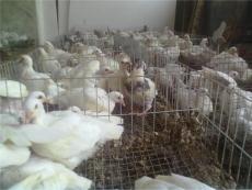 石家庄深泽肉鸽养殖场供应种鸽 乳鸽 人工孵化哺育技术