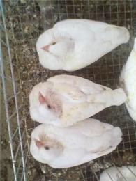 石家庄深泽肉鸽养殖场提供肉鸽人工孵化哺育技术