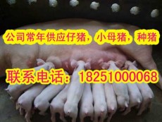 涡阳县仔猪价格 最新苗猪价格