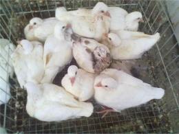 石家庄深泽肉鸽养殖场 肉鸽人工孵化哺育技术