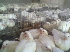 石家庄深泽肉鸽养殖场 肉鸽人工孵化哺育技术