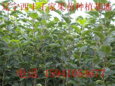 123苹果苗 123苹果苗价格