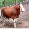 广西哪里有西门塔尔肉牛价格最新最低--广西西门塔尔肉牛
