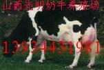 广东哪里有奶牛价格--光明奶牛厂