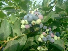 蓝莓鲜果 蓝莓苗 侧柏苗 油松苗 黑松苗