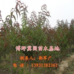 冀園供應浪漫櫻花