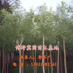 優質落葉喬木大楊樹 冀園出售