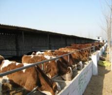 西門塔爾肉牛羊牛首選--漲勢好-生長速度快-效益高