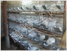 河北生产鸡鸽兔笼-十二位子母兔笼-山东兔笼销售部