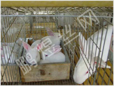 优质的兔笼生产厂家低价促销防生锈兔笼