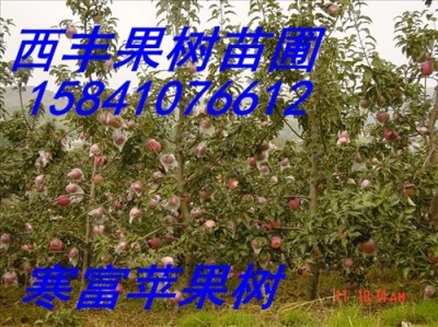 辽宁123苹果苗 寒富苹果苗 矮化寒富苹果苗