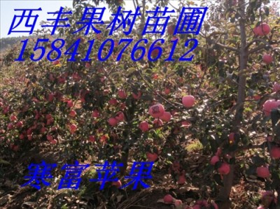 辽宁寒富苹果苗 123苹果苗 K9苹果苗