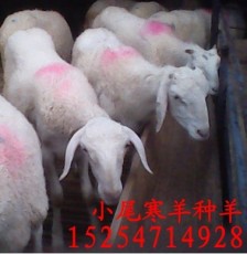 小尾寒羊多少钱一斤 黑龙江小尾寒羊价格 孕羊价格