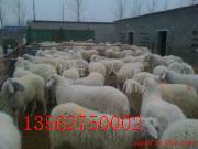 北京小尾寒羊价格 小尾寒羊养殖效益