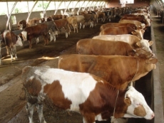 农村致富养殖西门塔尔牛 涨势快 效益高